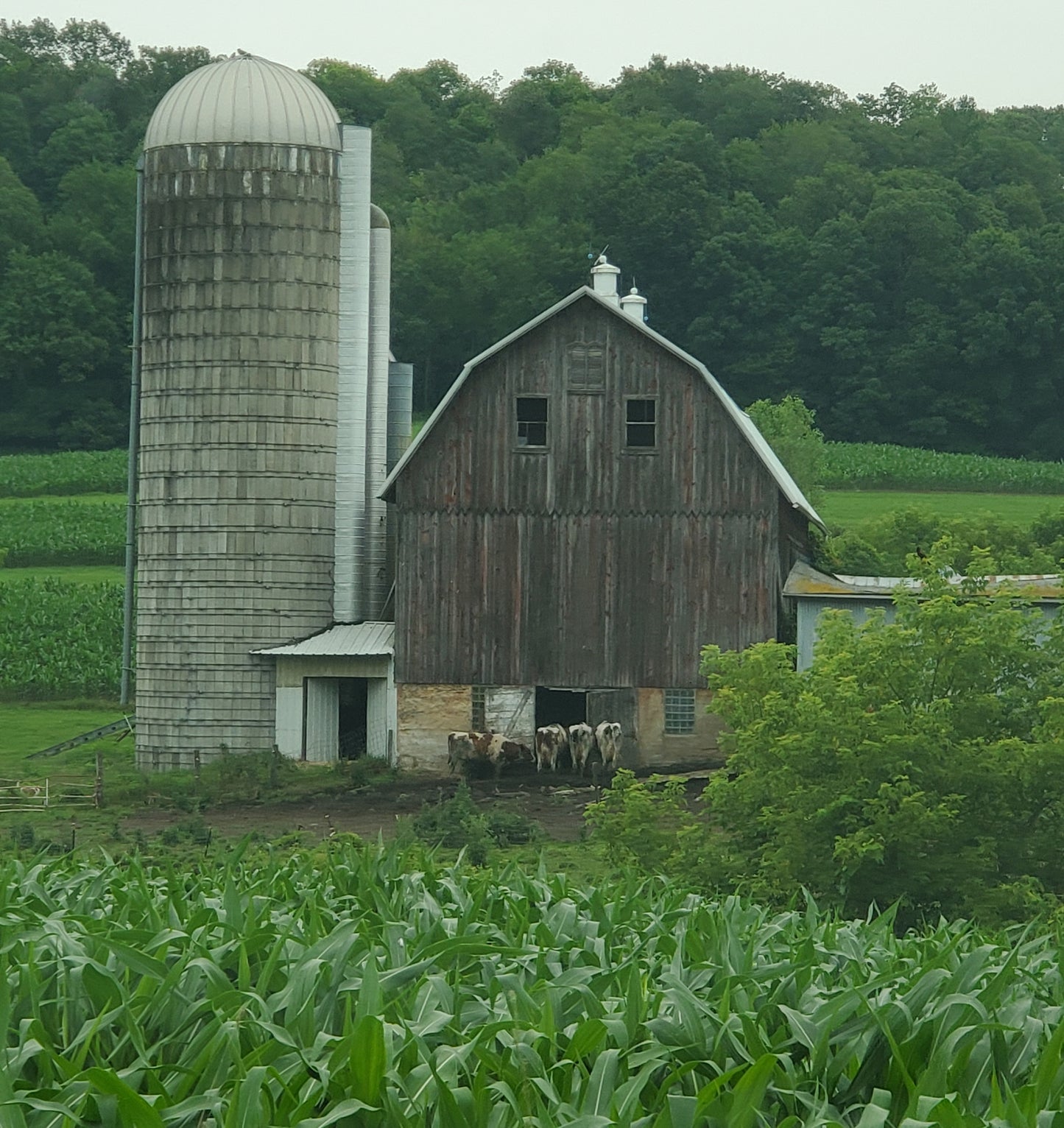 Barn Siding - Wall/Ceiling Cover